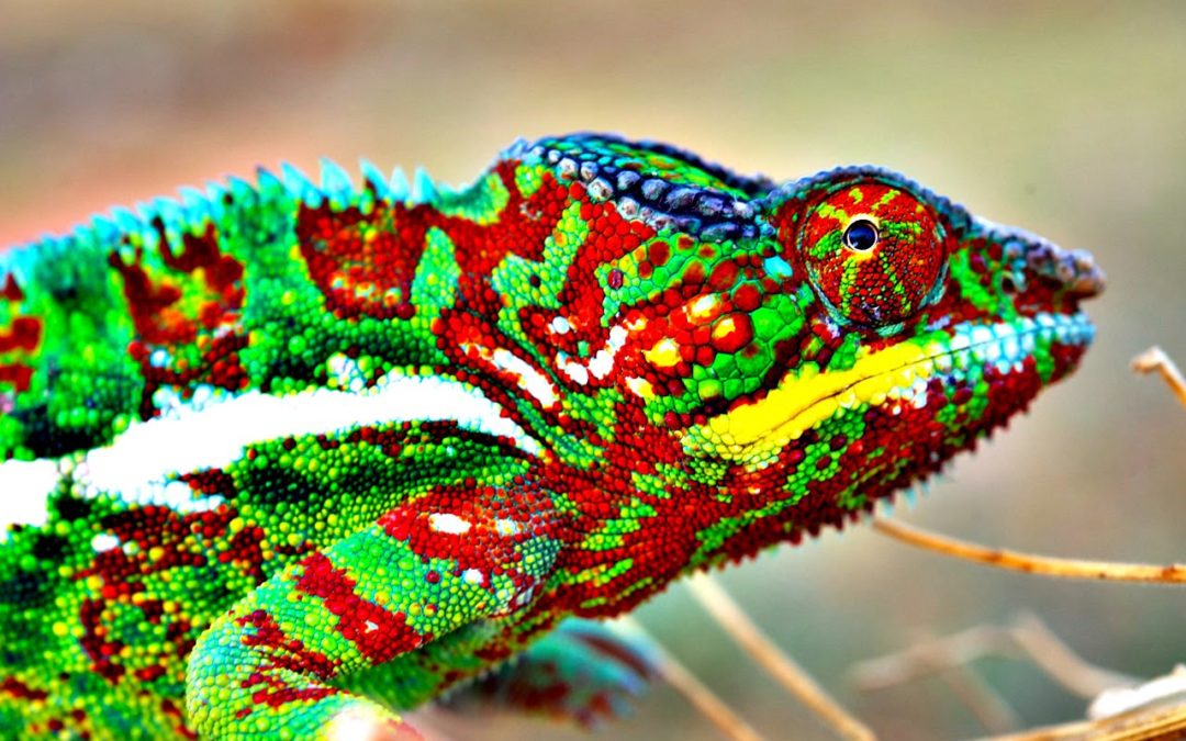 Chameleon’s Colour Magic Revealed