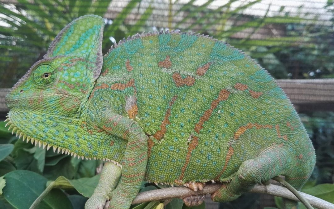 Things You Need to Know in Keeping Chameleons as Pets